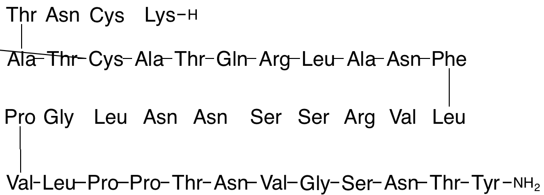 Amylin (rat)